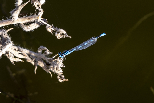 iNaturalist observation photo of Bluets