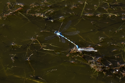 iNaturalist observation photo of Bluets