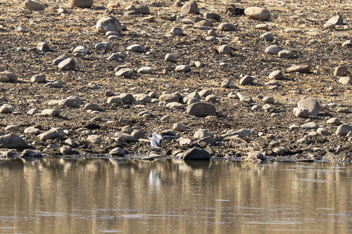 iNaturalist observation photo of Killdeer