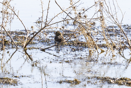 iNaturalist observation photo of Savannah Sparrow