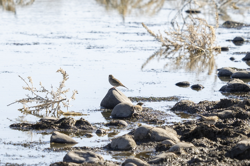 iNaturalist observation photo of Savannah Sparrow