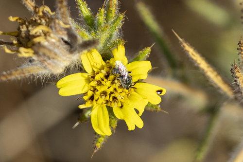 iNaturalist observation photo of Metallic Sweat Bees