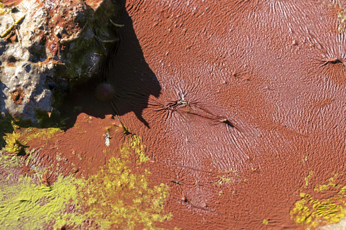 iNaturalist observation photo of Bacteria