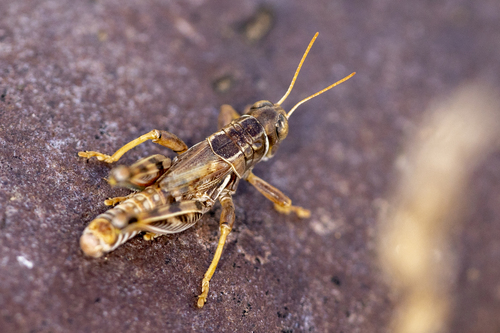 iNaturalist observation photo of Valley Grasshopper