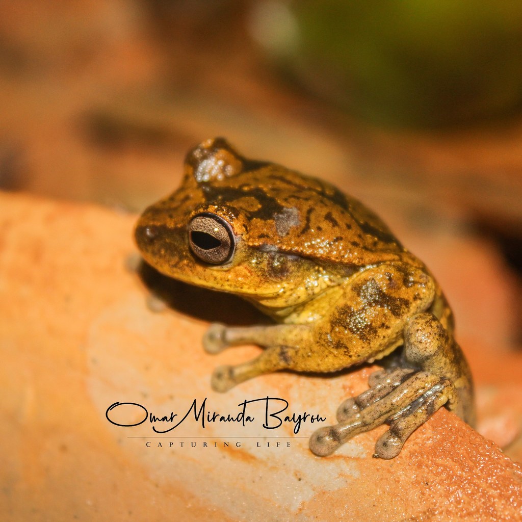 Charuplaya Treefrog