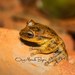 Charuplaya Tree Frog - Photo (c) Omar M., some rights reserved (CC BY-NC), uploaded by Omar M.