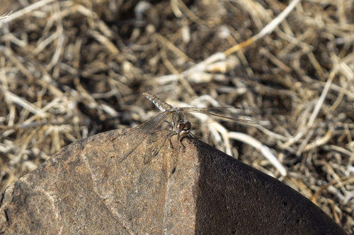 iNaturalist observation photo of Variegated Meadowhawk