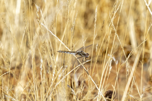 iNaturalist observation photo of Variegated Meadowhawk
