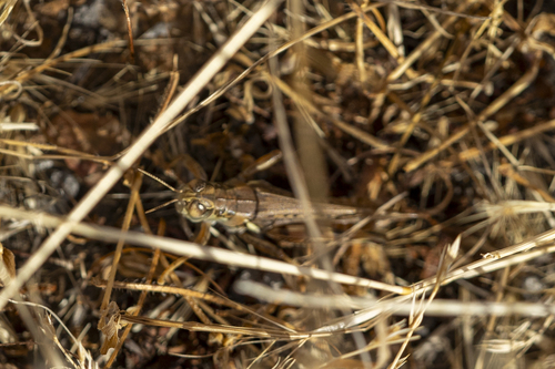 iNaturalist observation photo of Devastating Grasshopper