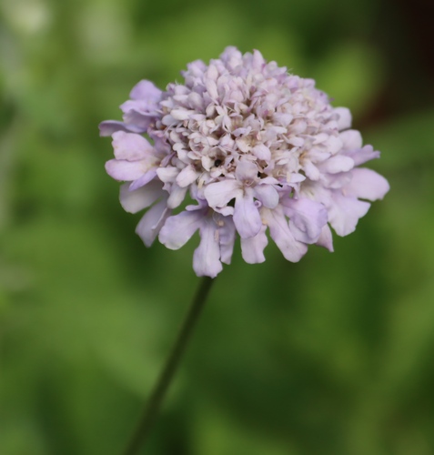 Image of Scabiosa africana by (c) Tony Rebelo, some rights reserved (CC BY-SA)