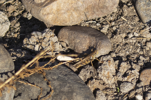 iNaturalist observation photo of Devastating Grasshopper