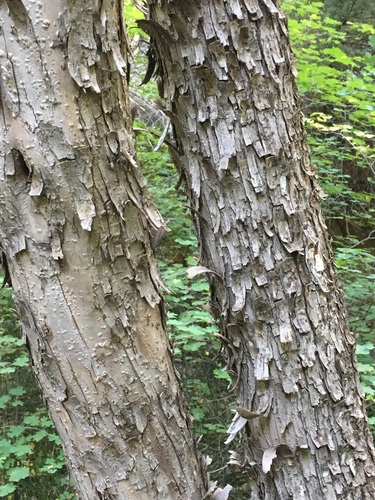 Knowlton's hophornbeam