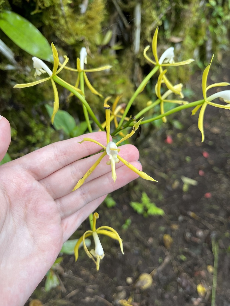 Epidendrum lehmannii Rchb.f.
