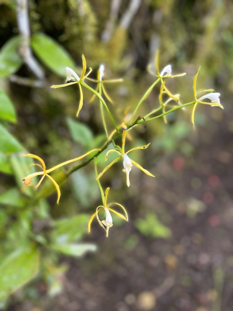 Epidendrum lehmannii Rchb.f. 2