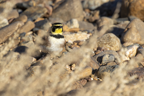 iNaturalist observation photo of Horned Lark