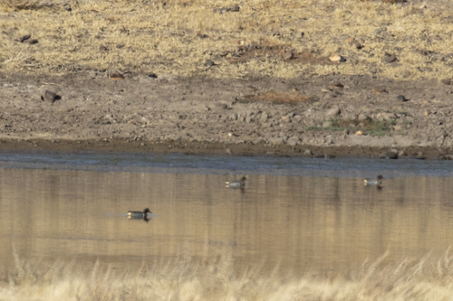 iNaturalist observation photo of Green-winged Teal