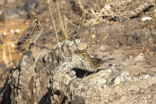 iNaturalist observation photo of Savannah Sparrow
