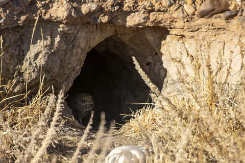 iNaturalist observation photo of Burrowing Owl