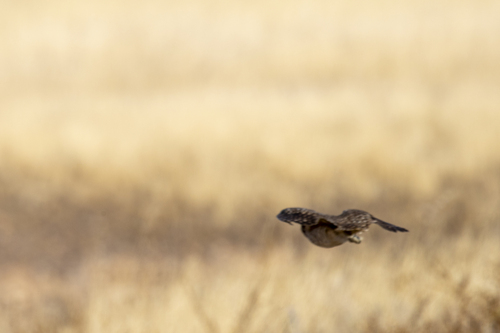 iNaturalist observation photo of Burrowing Owl