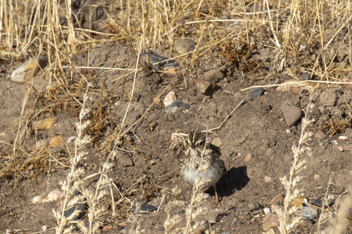 iNaturalist observation photo of Savannah Sparrow