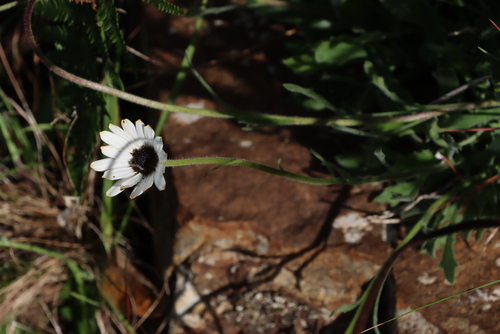 Image of Dimorphotheca nudicaulis by (c) Tony Rebelo, some rights reserved (CC BY-SA)