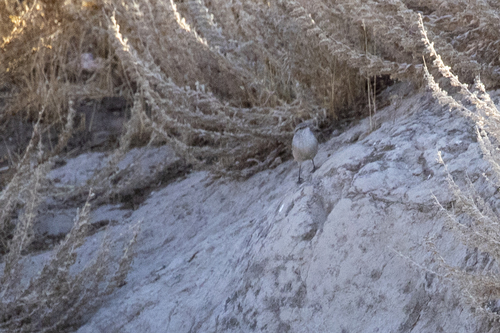 iNaturalist observation photo of Rock Wren