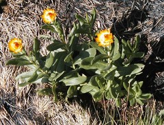 Xerochrysum subundulatum