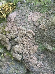 Endocarpon pallidulum