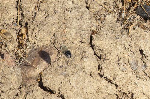 iNaturalist observation photo of Urbane Digger Bee