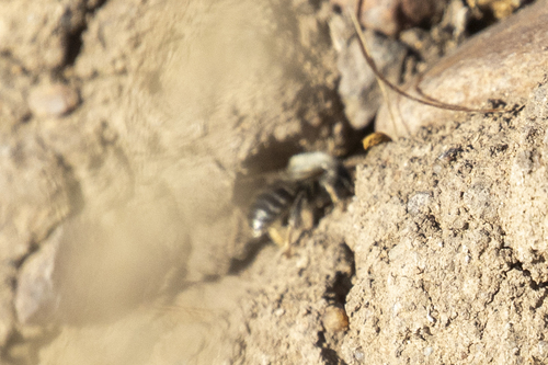 iNaturalist observation photo of Urbane Digger Bee