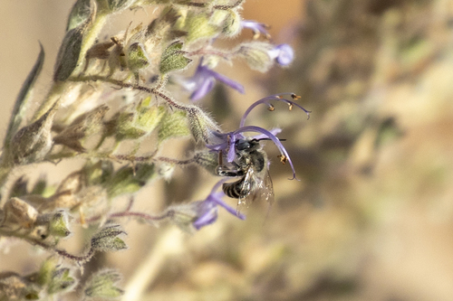 iNaturalist observation photo of Urbane Digger Bee