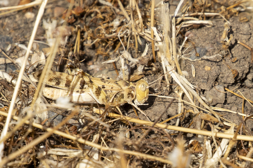 iNaturalist observation photo of Spurcate Grasshopper