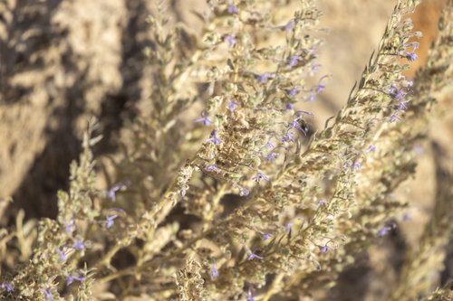 iNaturalist observation photo of Vinegar Weed