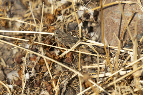iNaturalist observation photo of Pallid-winged Grasshopper