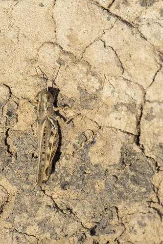 iNaturalist observation photo of Devastating Grasshopper