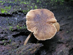 Simocybe phlebophora