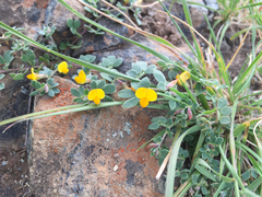 Acmispon wrangelianus