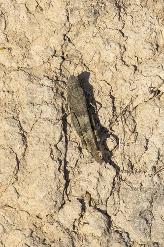 iNaturalist observation photo of Pallid-winged Grasshopper
