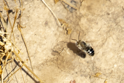 iNaturalist observation photo of Urbane Digger Bee