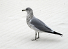 Hooded × Large White-headed Gulls - Photo (c) Barbara Vance, some rights reserved (CC BY-NC), uploaded by Barbara Vance