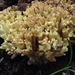 Ramaria rasilispora scatesiana - Photo (c) Damon Tighe, some rights reserved (CC BY-NC), uploaded by Damon Tighe