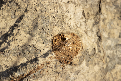iNaturalist observation photo of Arthropods