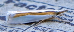 Crambus girardellus