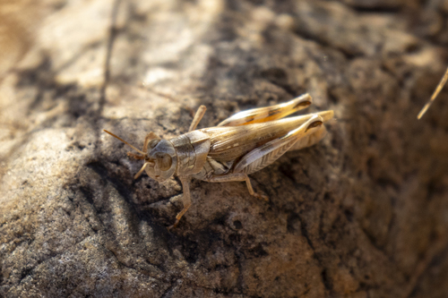 iNaturalist observation photo of Devastating Grasshopper