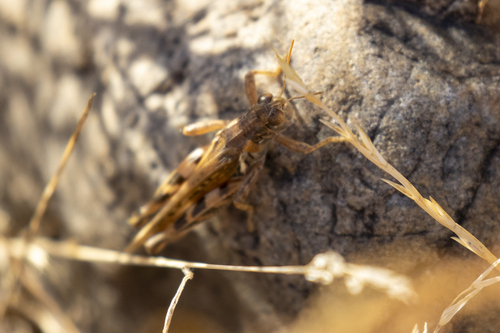 iNaturalist observation photo of Devastating Grasshopper