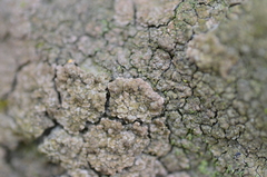 Endocarpon pallidulum