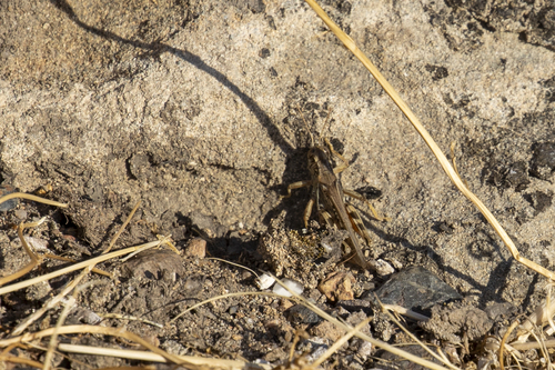 iNaturalist observation photo of Devastating Grasshopper