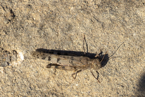 iNaturalist observation photo of Spurcate Grasshopper