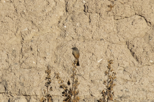 iNaturalist observation photo of Say's Phoebe