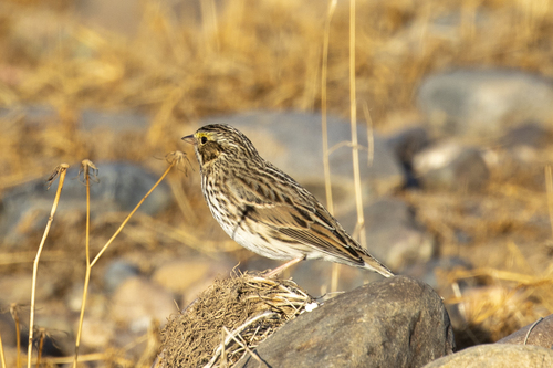 iNaturalist observation photo of Savannah Sparrow